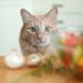 Can Cats Thrive on a Vegetarian Diet?