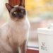 Cat Need to Lose Weight? Toss the Cat Treats