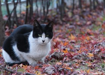 Causes courantes de mort subite