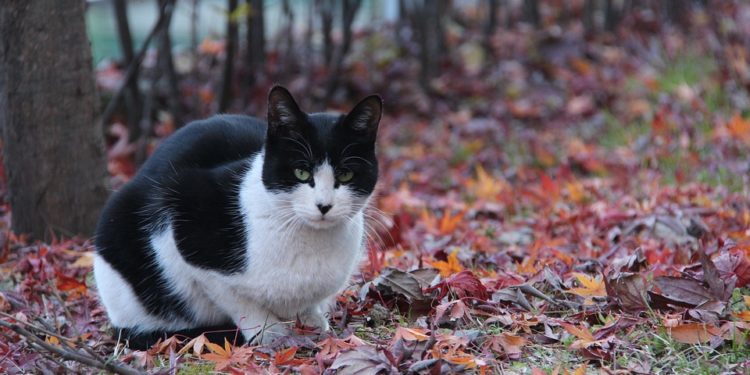 Causes courantes de mort subite