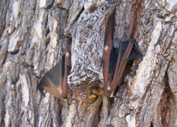 Chauve-souris des Galapagas