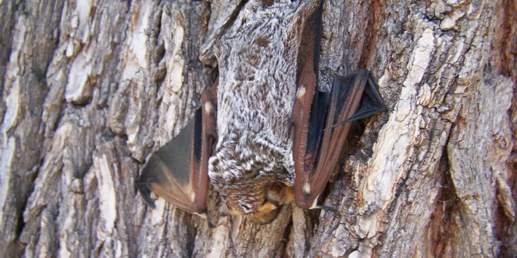 Chauve-souris des Galapagas