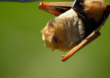 Chauve-souris rouge des Galapagos