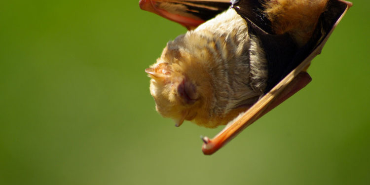 Chauve-souris rouge des Galapagos