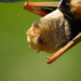 Chauve-souris rouge des Galapagos