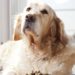 Choisissez la bonne nourriture, quel que soit l’âge de votre chien
