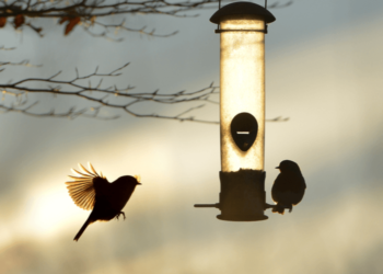 Comment attirer des oiseaux dans votre jardin