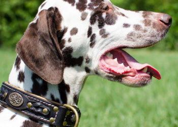 Comment choisir un collier pour chien