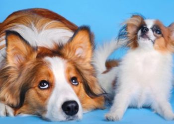 Comment déterminer l’âge d’un chien
