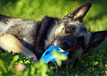 Comment identifier et traiter les morsures et les piqûres de fourmis chez les chiens