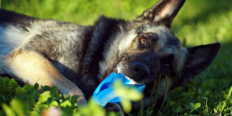 Comment identifier et traiter les morsures et les piqûres de fourmis chez les chiens