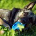 Comment identifier et traiter les morsures et les piqûres de fourmis chez les chiens