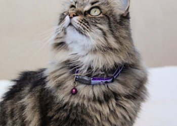 Comment nommer votre chat