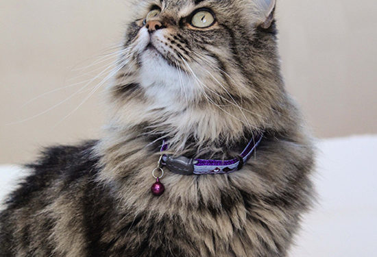 Comment nommer votre chat