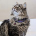 Comment nommer votre chat