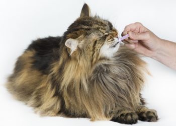 Comment prendre soin des dents de votre chat