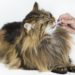 Comment prendre soin des dents de votre chat