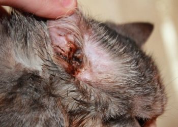 Comment prévenir les mites d’oreille chez les chats