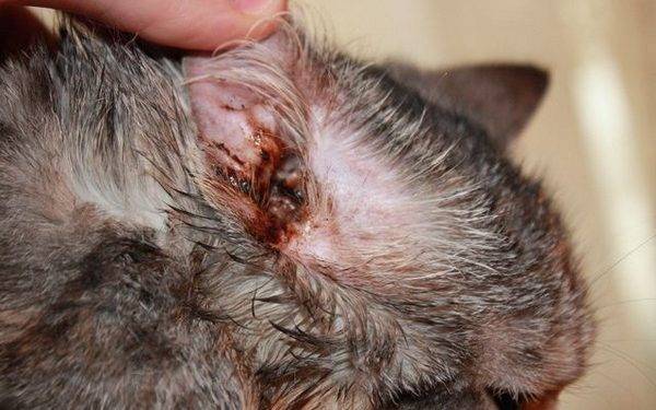 Comment prévenir les mites d’oreille chez les chats