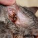 Comment prévenir les mites d’oreille chez les chats