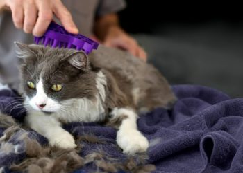 Comment toiletter votre chat à la maison