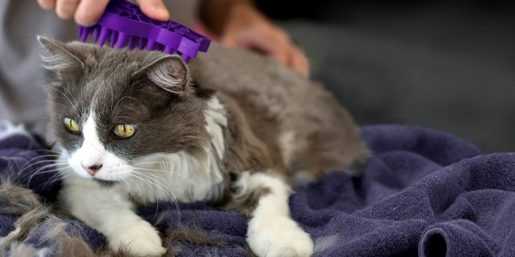 Comment toiletter votre chat à la maison