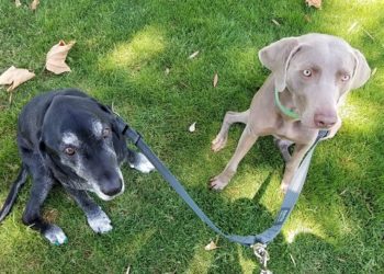 Comment utiliser un coupleur pour chien
