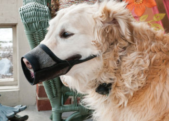 Comment utiliser une muselière pour chien