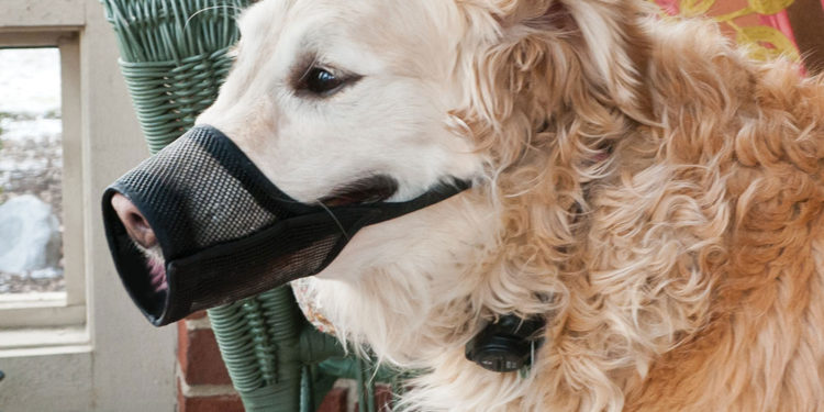 Comment utiliser une muselière pour chien