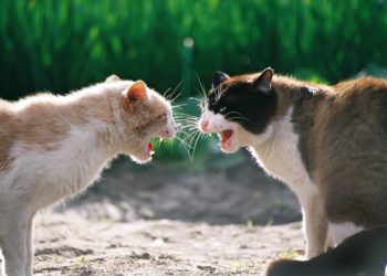 Comportement des chats après un combat