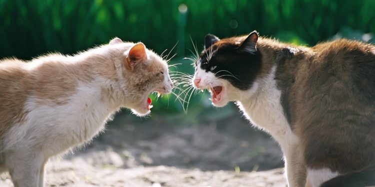 Comportement des chats après un combat