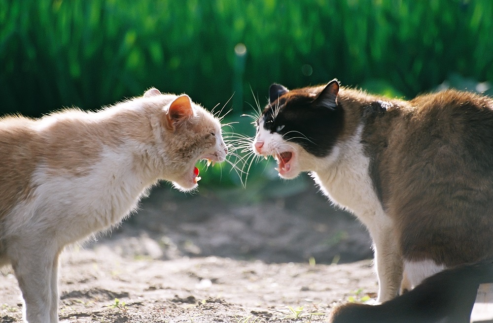 Comportement des chats après un combat