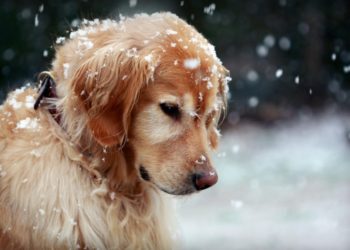 Conseils aux propriétaires de chiens en hiver