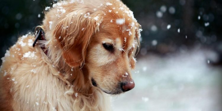 Conseils aux propriétaires de chiens en hiver