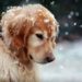 Conseils aux propriétaires de chiens en hiver