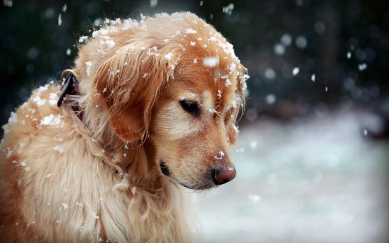 Conseils aux propriétaires de chiens en hiver