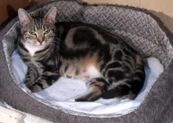 Conseils pour la naissance d’un chat