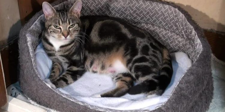 Conseils pour la naissance d’un chat