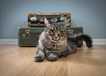 Conseils sur les chats pour déménager