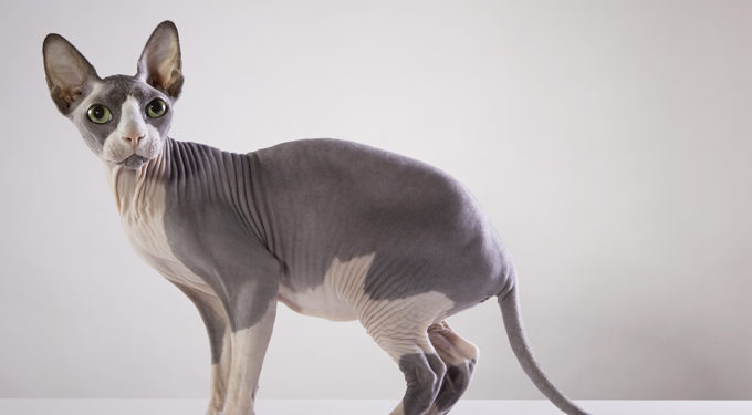 Des races de chats qui aiment se blottir