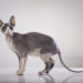 Des races de chats qui aiment se blottir