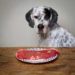 Diets for Dogs with Copper Associated Liver Disease