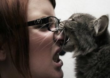 Directives pour le traitement des morsures de chat