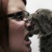 Directives pour le traitement des morsures de chat