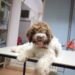 Does Your Dog Really Have a Food Allergy?