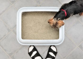 Dogs That Eat Cat Poop