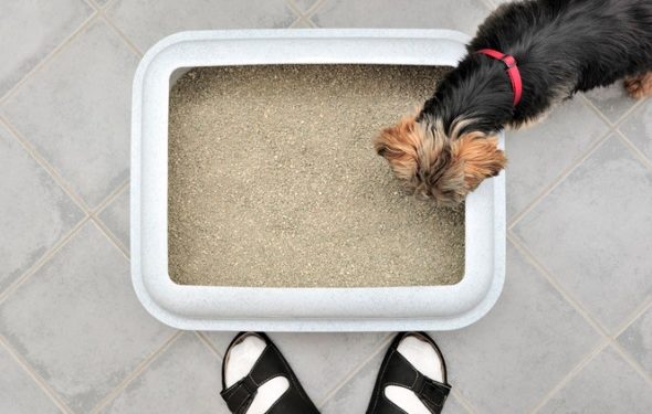 Dogs That Eat Cat Poop