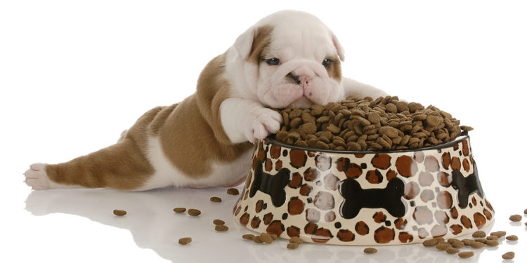 Erreurs courantes des nouveaux propriétaires de chiens