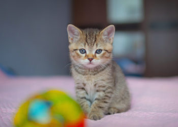 Faits sur les chats: combien de temps les chats sont-ils en chaleur