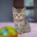 Faits sur les chats: combien de temps les chats sont-ils en chaleur